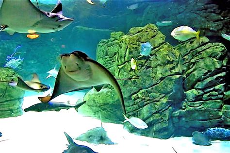 aquarium webcam|Live Webcams of Aquariums around the world